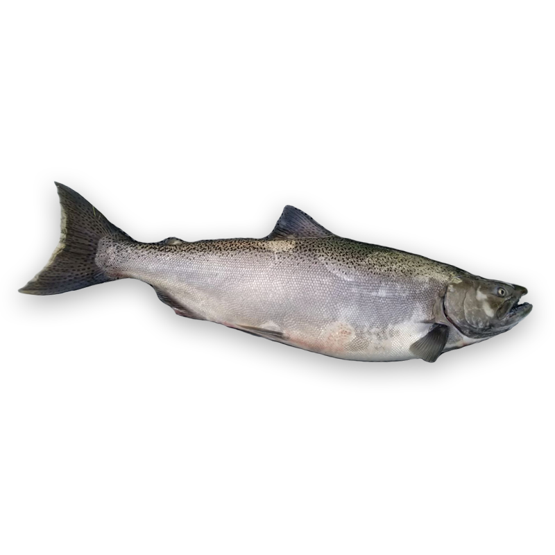 salmon_2_800x800_v1.png