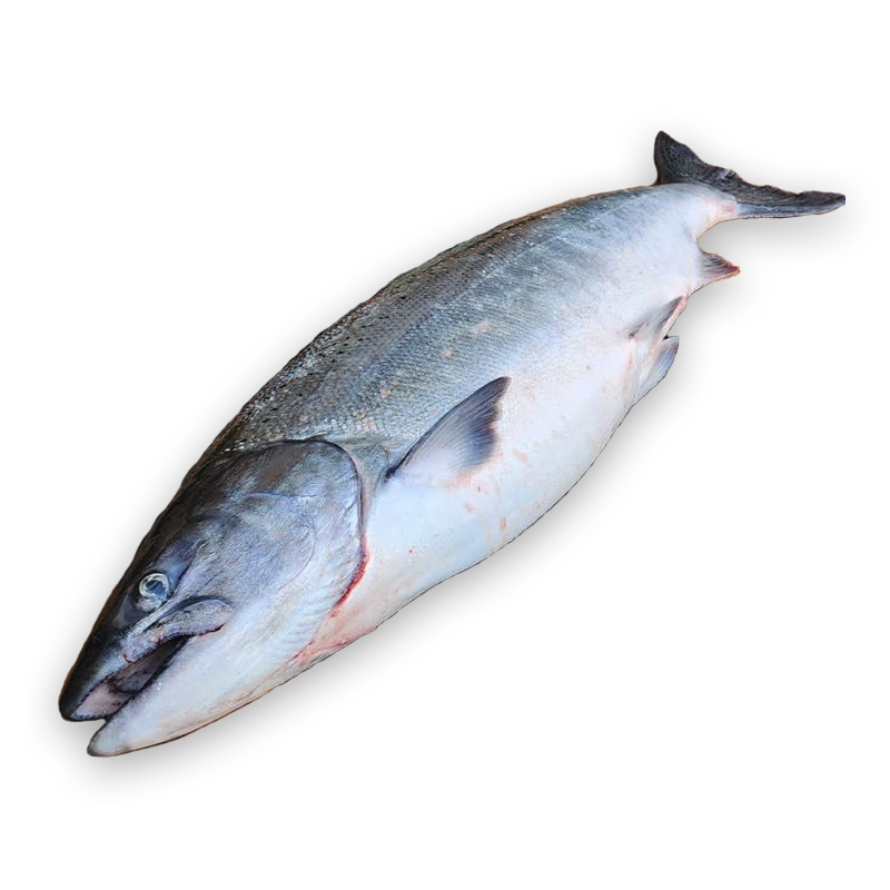 salmon_800x800_v1.png